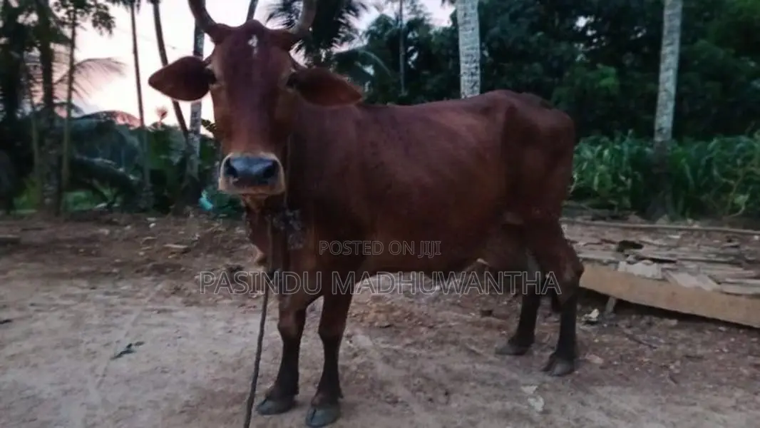 Milk Cow