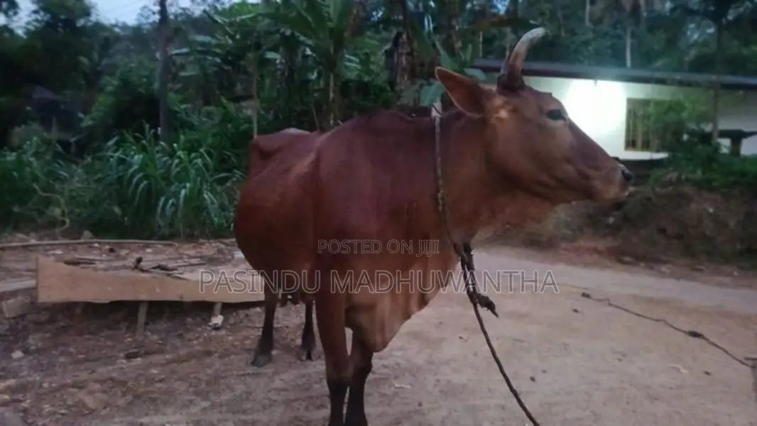 Milk Cow