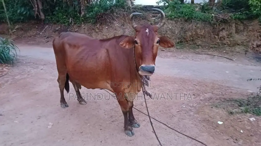 Milk Cow