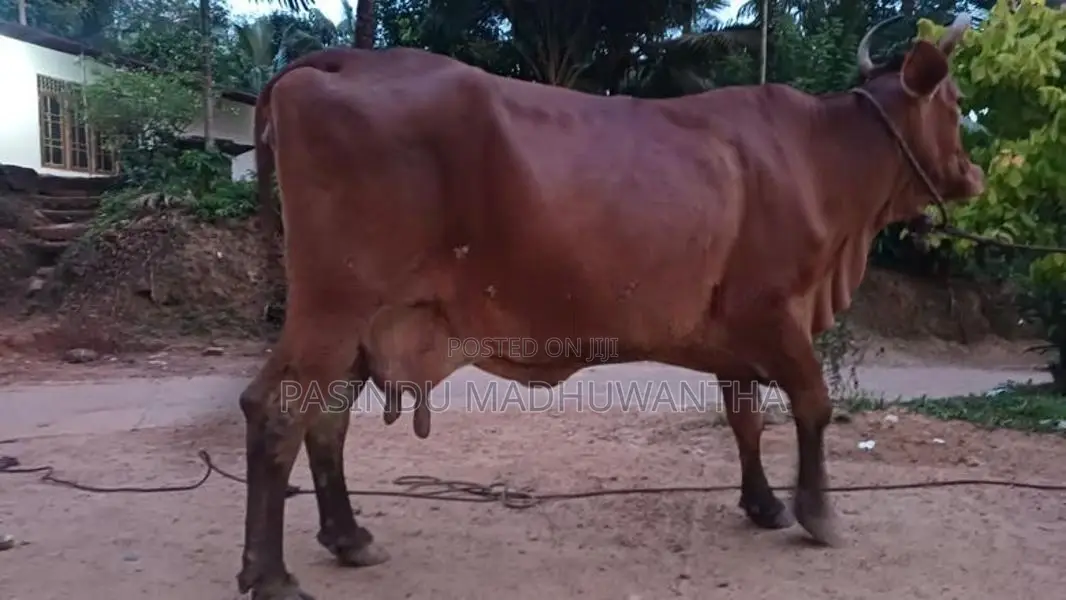 Milk Cow