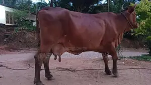 Milk Cow