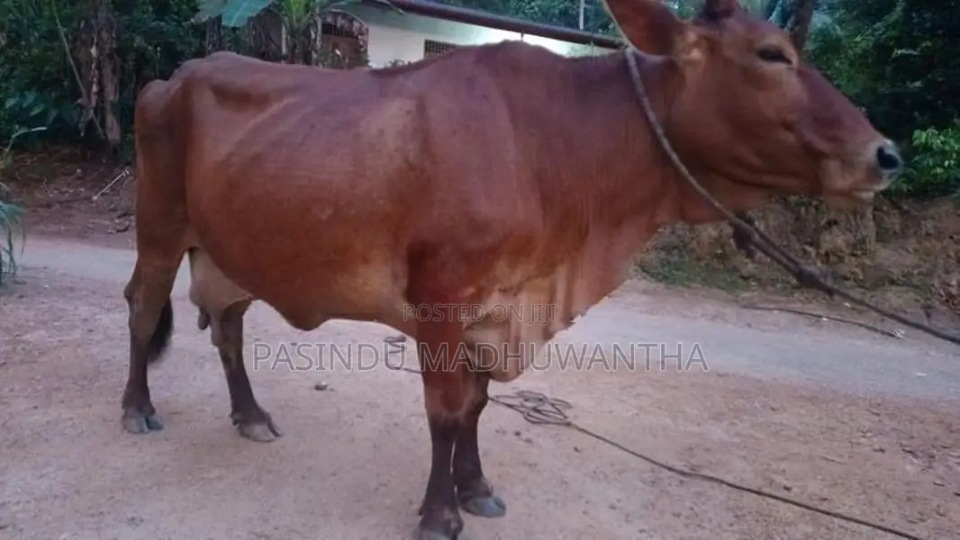 Milk Cow