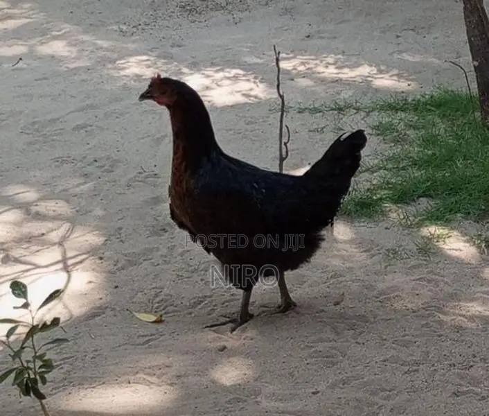 நாட்டுக் கோழி