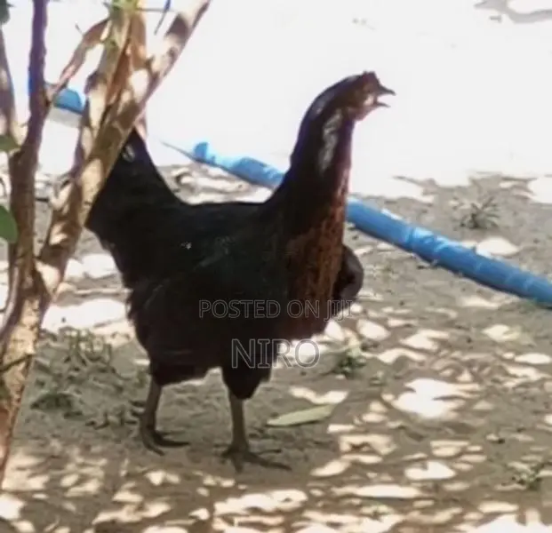நாட்டுக் கோழி