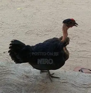 நாட்டுக் கோழி