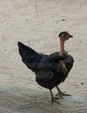 நாட்டுக் கோழி