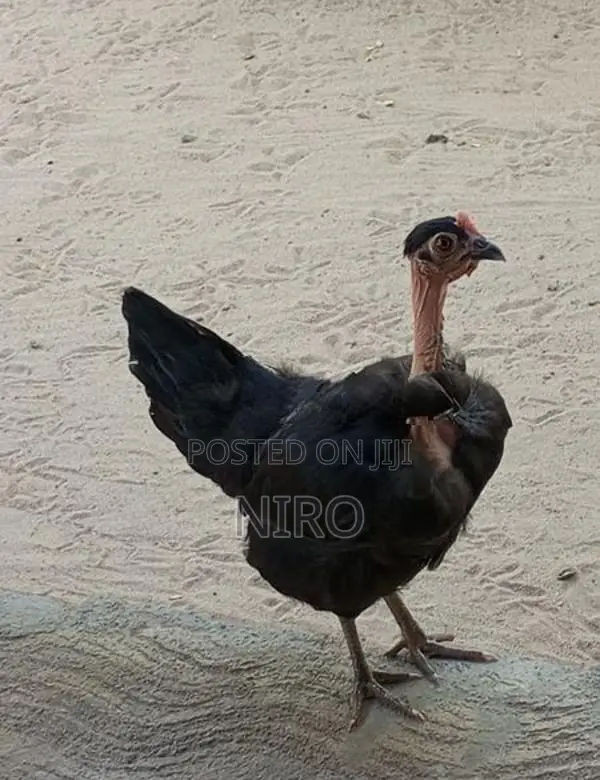 நாட்டுக் கோழி