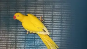 Indian Ringneck Birds Pair