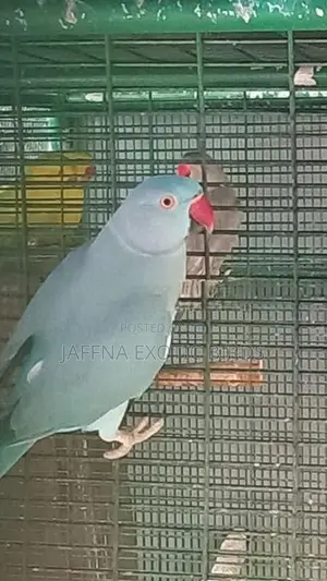 Indian Ringneck Birds Pair