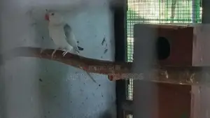 Indian Ringneck Birds Pair