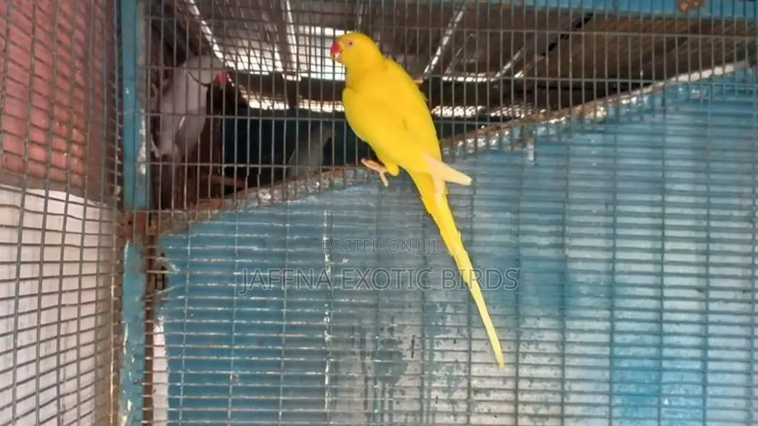 Indian Ringneck Birds Pair