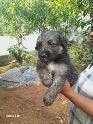 German Shepherd