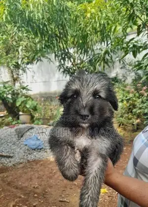 German Shepherd