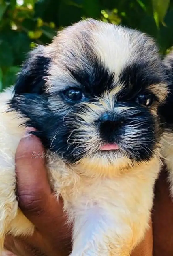 Shitzu Puppy