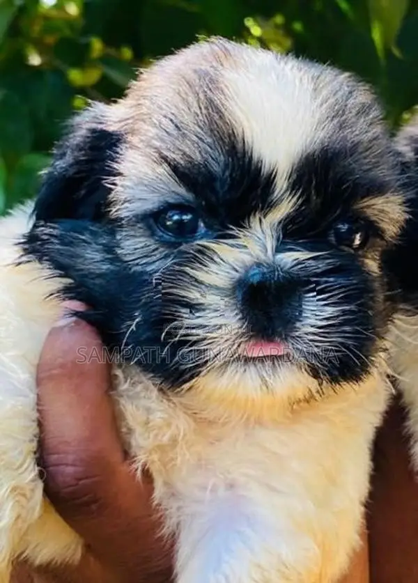 Shitzu Puppy