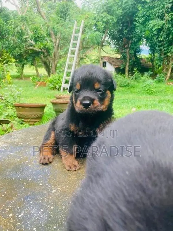 Rottweiler Puppy's Big Bone/Big Head