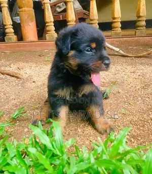 Rottweiler Puppy's Big Bone/Big Head