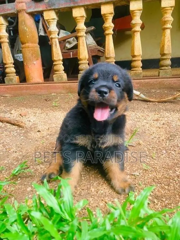 Rottweiler Puppy's Big Bone/Big Head