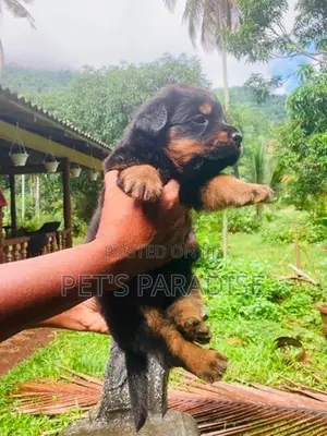 Rottweiler Puppy's Big Bone/Big Head