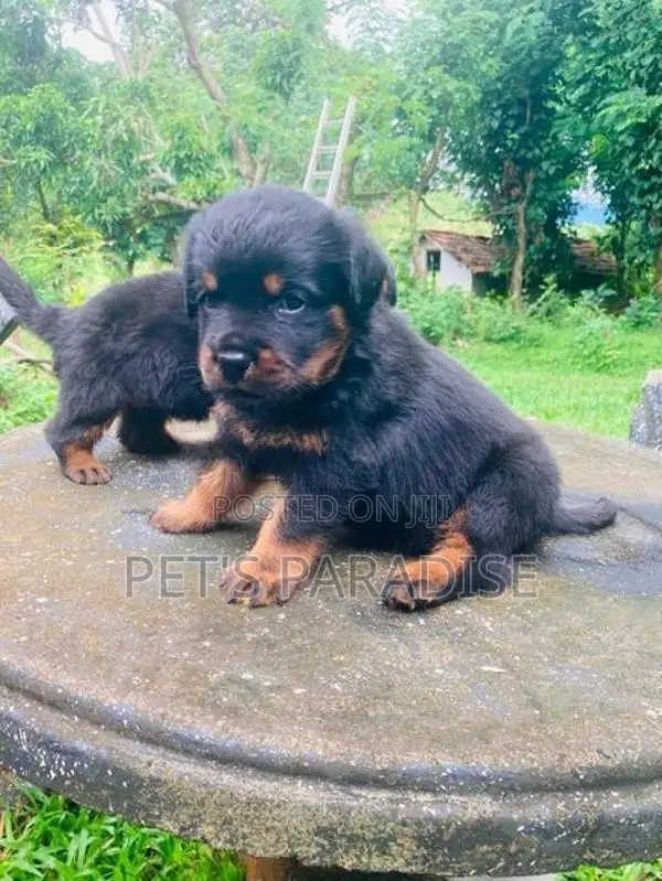 Rottweiler Puppy's Big Bone/Big Head