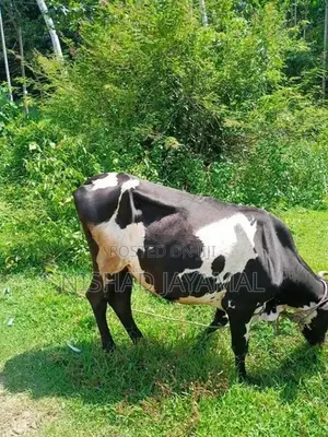 කිරි වැස්සියෙක්