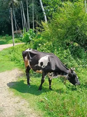 කිරි වැස්සියෙක්