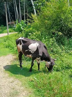 කිරි වැස්සියෙක්