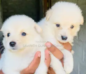 Lion Mini Pomeranian Puppy
