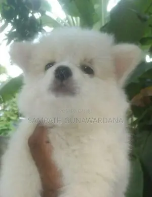 Lion Mini Pomeranian Puppy