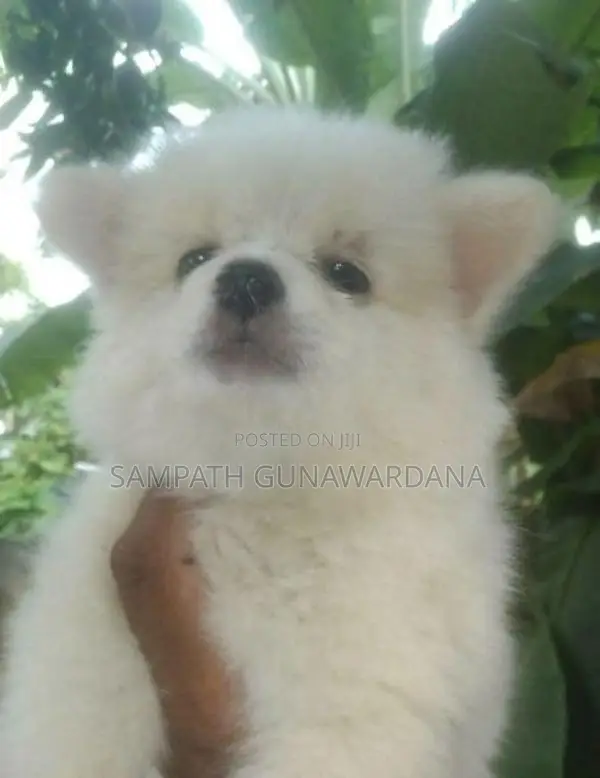 Lion Mini Pomeranian Puppy