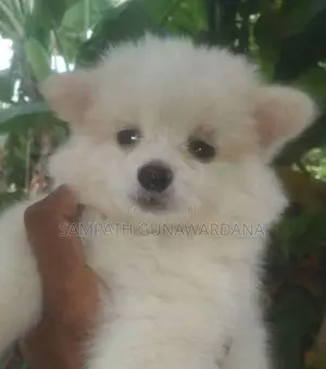 Lion Mini Pomeranian Puppy
