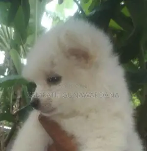 Lion Mini Pomeranian Puppy