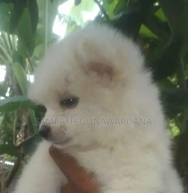 Lion Mini Pomeranian Puppy