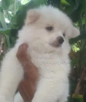 Lion Mini Pomeranian Puppy