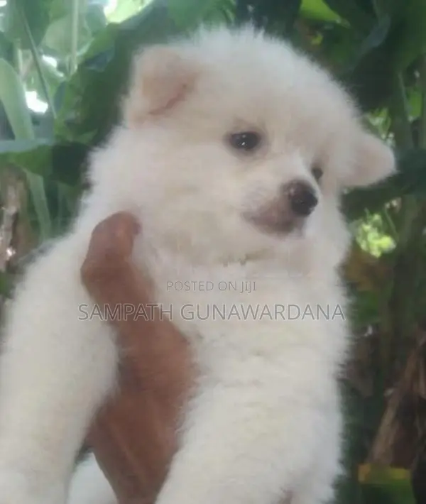 Lion Mini Pomeranian Puppy