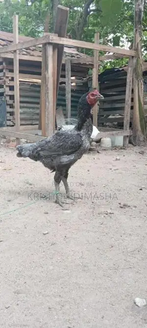Kikili