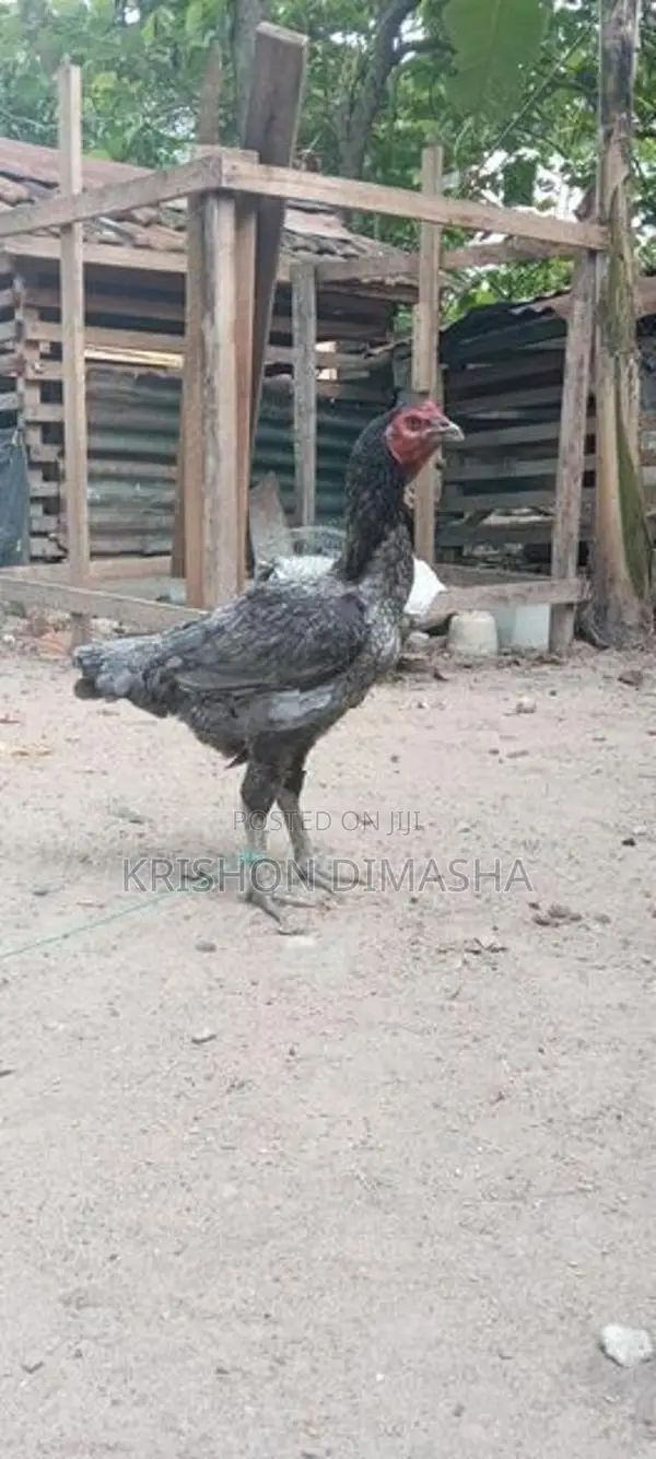 Kikili