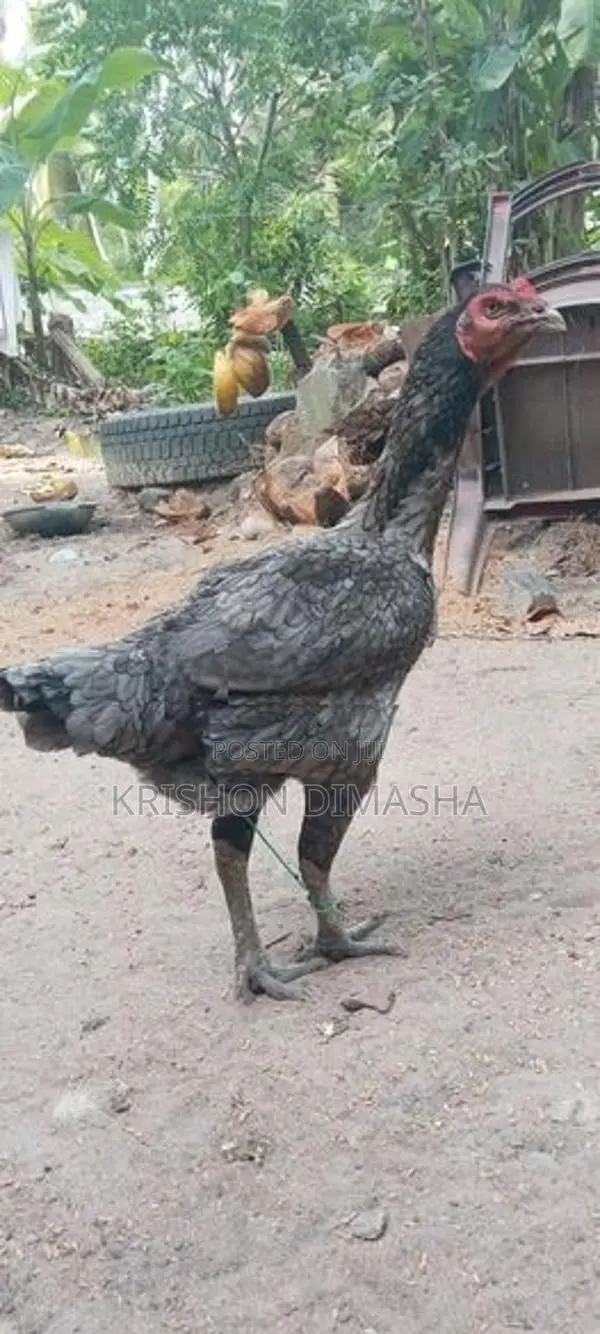 Kikili