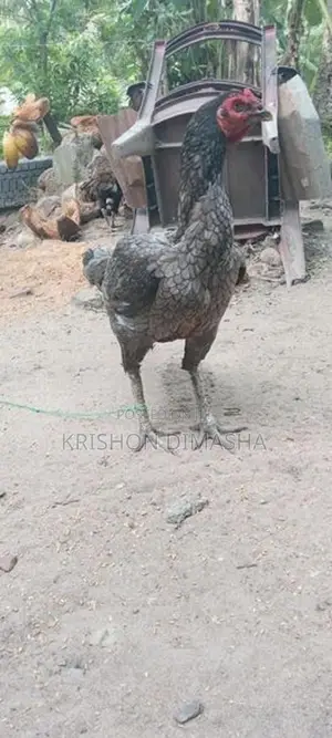 Kikili
