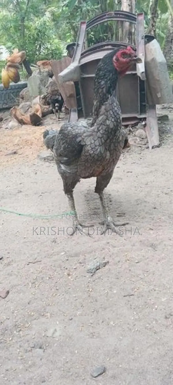 Kikili