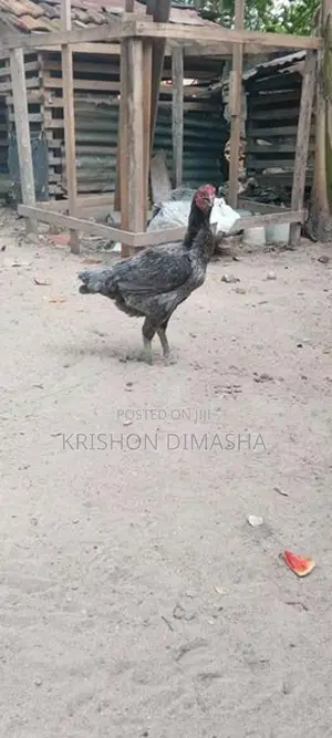 Kikili