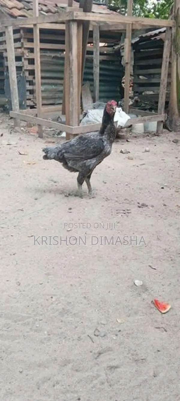 Kikili