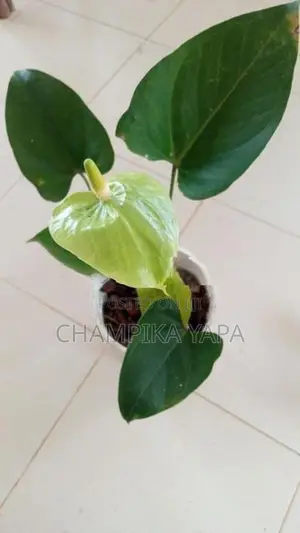 Anthurium Plants