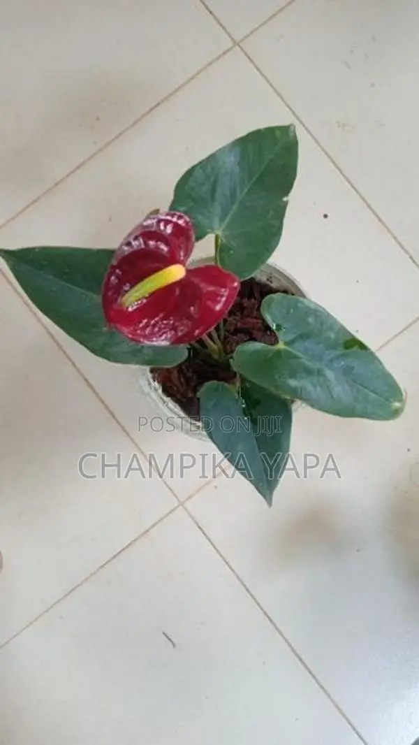 Anthurium Plants