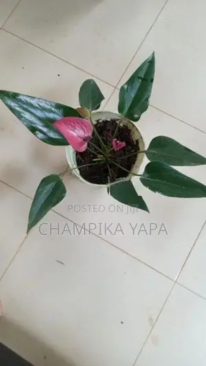 Anthurium Plants