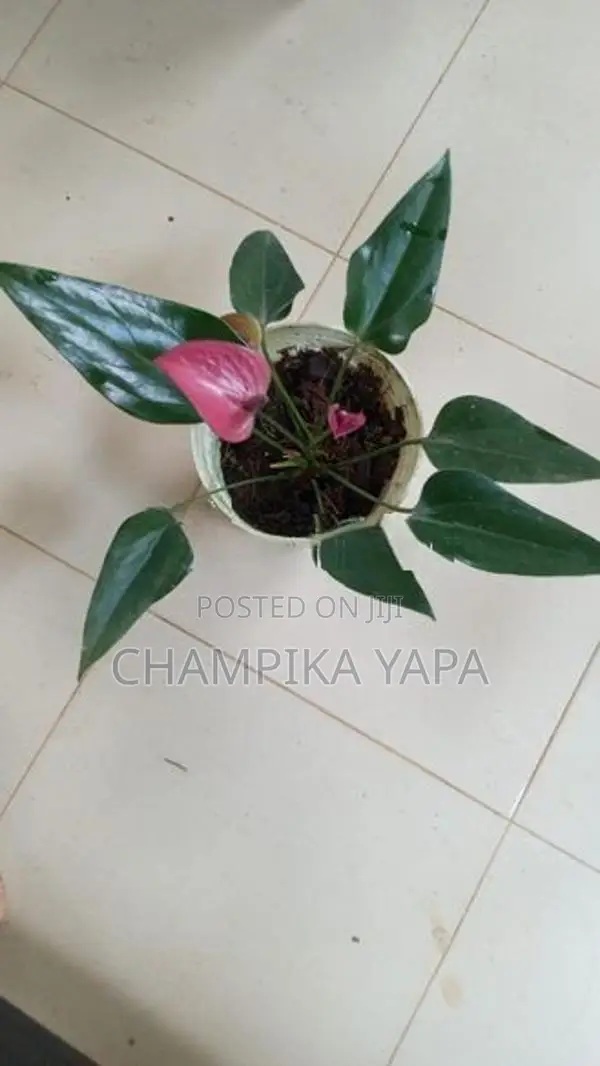 Anthurium Plants