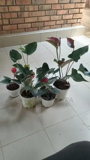 Anthurium Plants