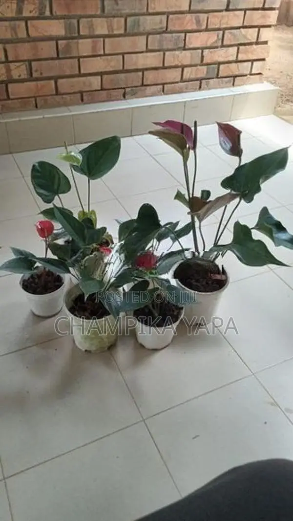 Anthurium Plants