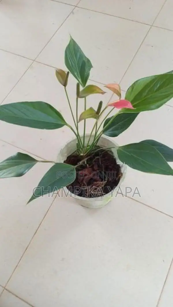Anthurium Plants
