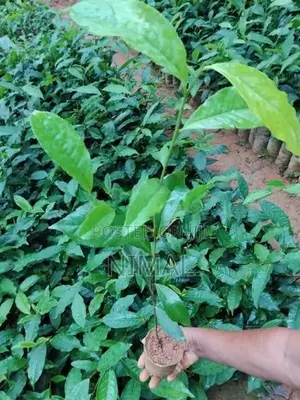 තේ පැල
